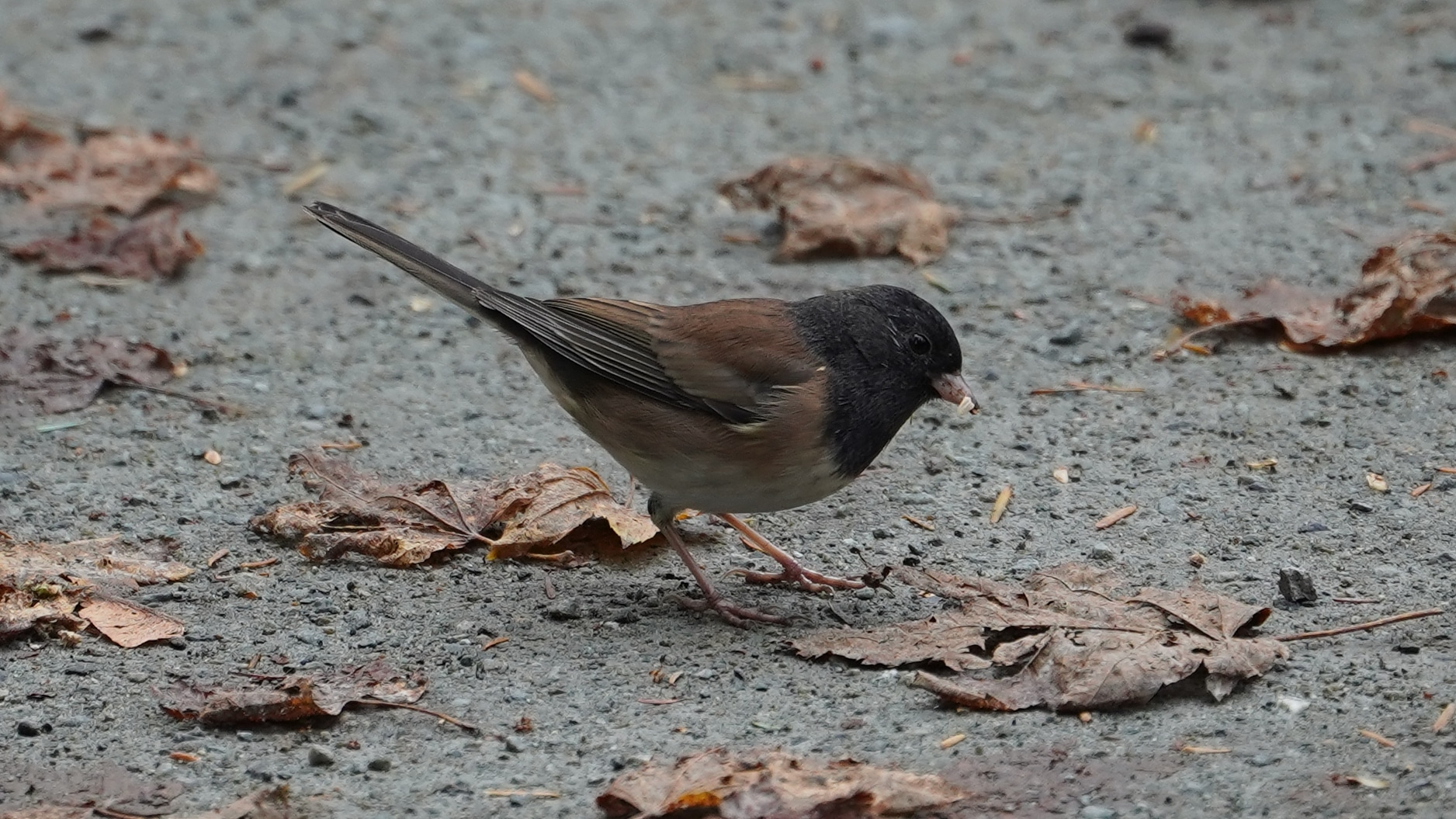 Dark-eyed junco