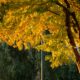 Gold leaves