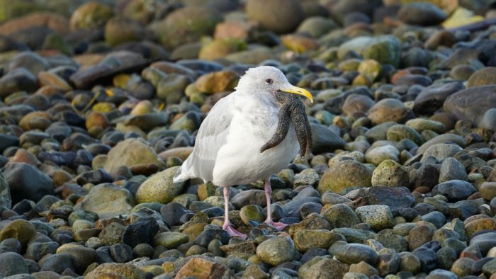 Seagull eating a starfish