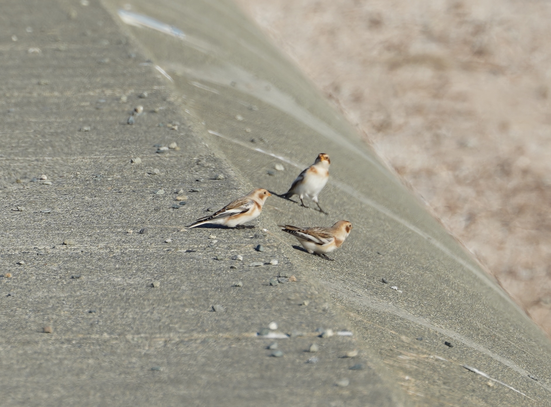 Snow buntings