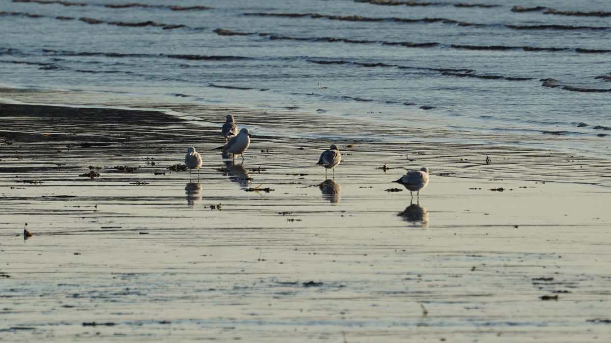 Seagulls foraging