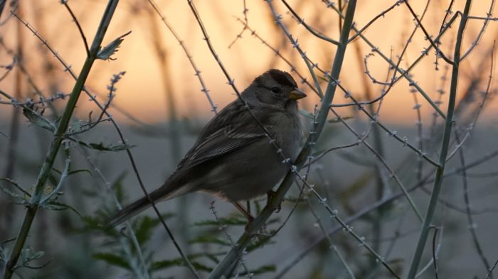 White-crown at sunset