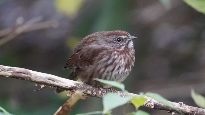 round song sparrow