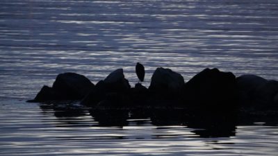 Heron at sunset