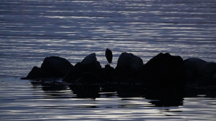 Heron at sunset