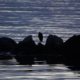 Heron on the rocks