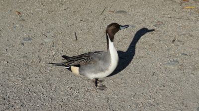 Northern pintail