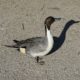 Northern pintail and his shadow