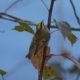 Golden-crowned kinglet