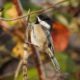 Climbing chickadee