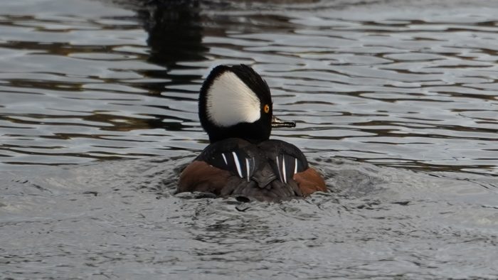 Hooded merganser