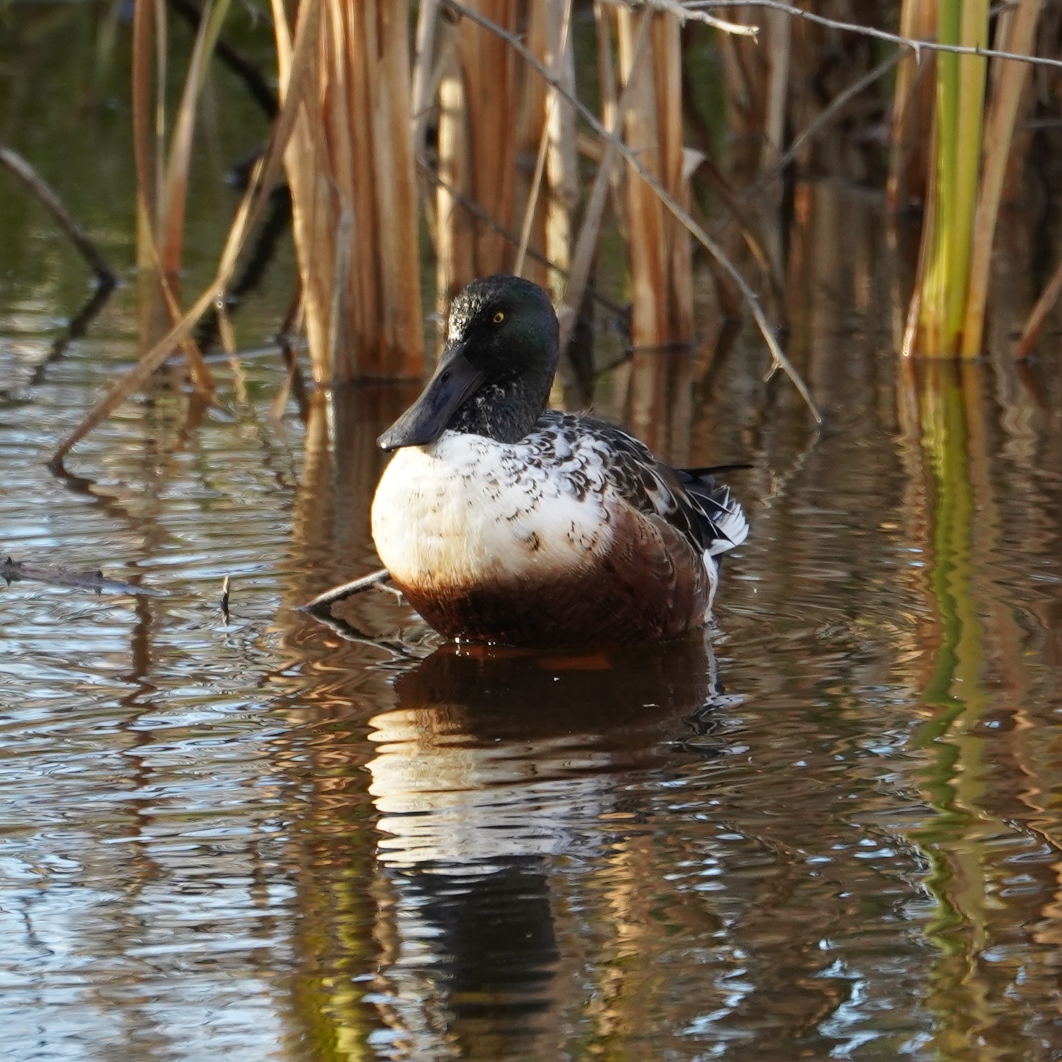 Northern shoveler