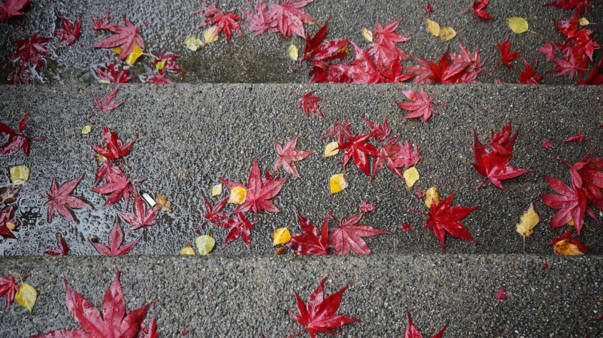Red leaves on grey stairs
