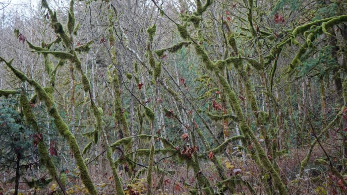 Mossy trees