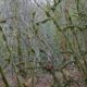 Mossy