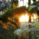 Moss and sunset light