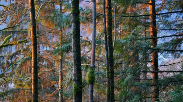 Trees in sunset light