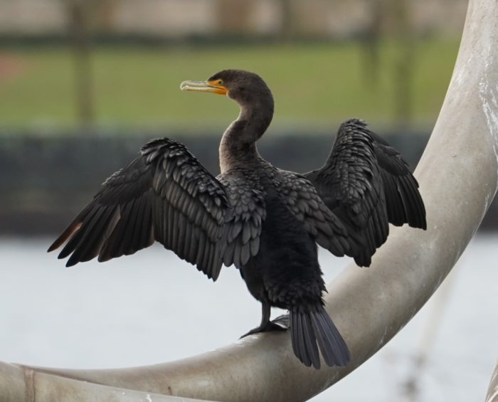 Cormorant spreading wings