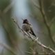 Anna’s hummingbird on twig