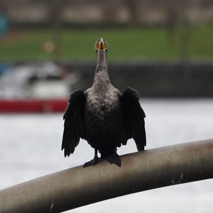 Cormorant head on