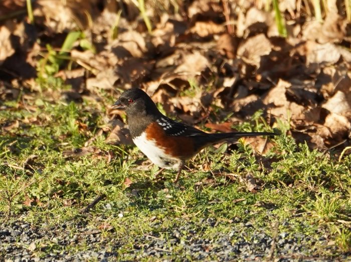 Spotted towhee