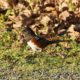 Spotted towhee and crunchy leaves