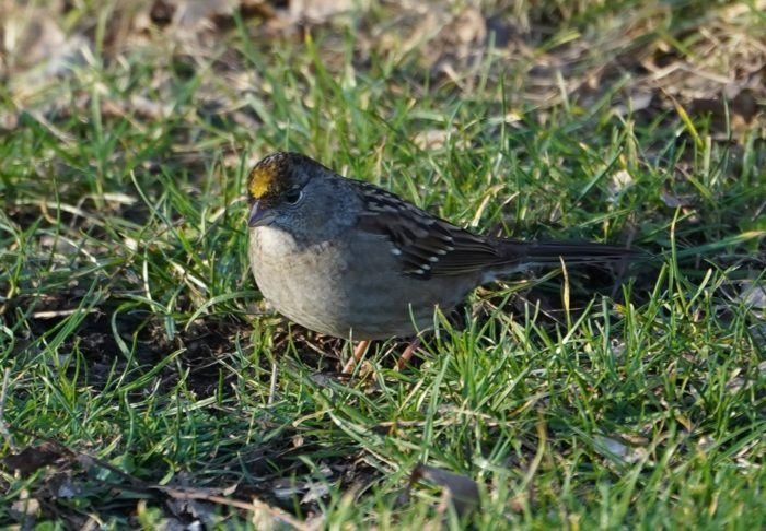 Golden-crowned sparrow