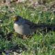 Golden-crowned sparrow