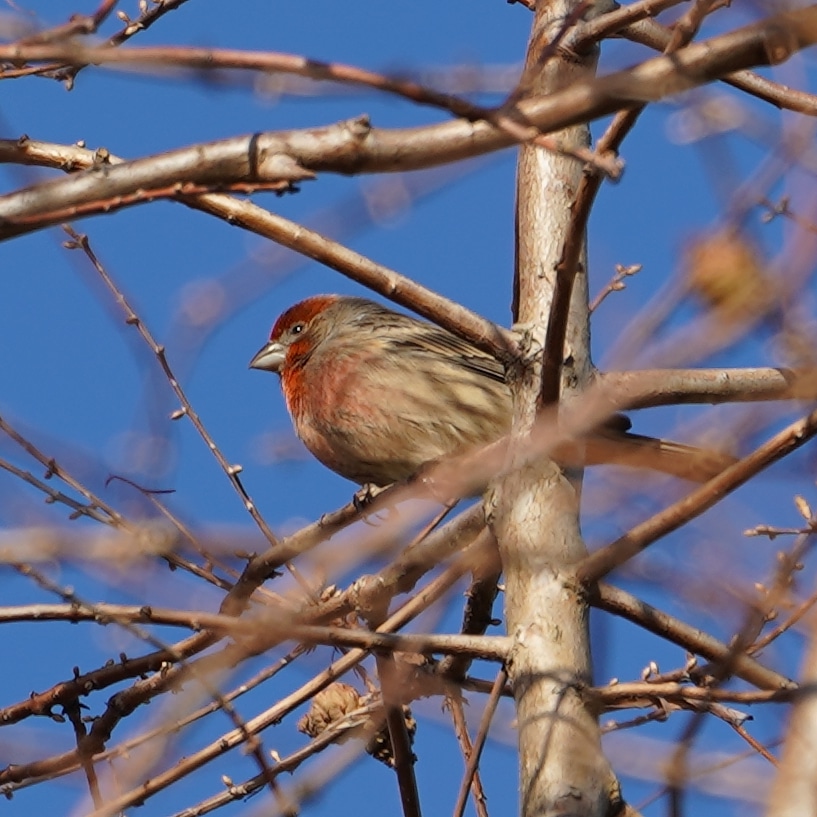 House finch