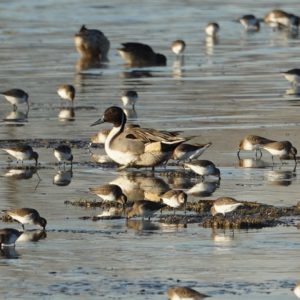 pintails and dunlins