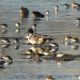 Pintails and dunlins
