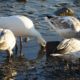 Digging snow geese