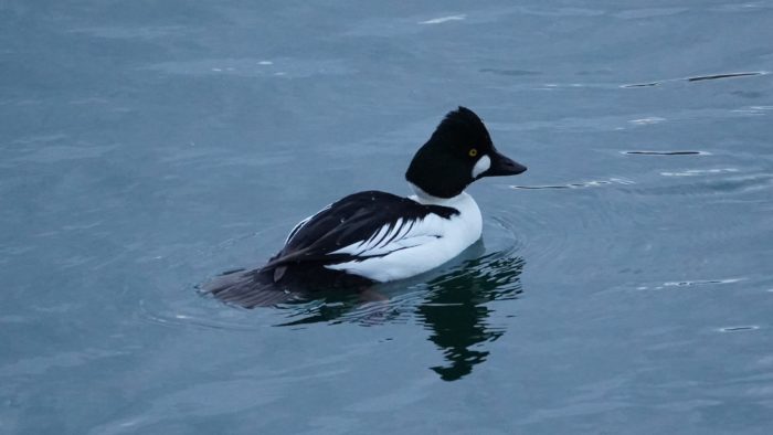 Common goldeneye