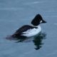 Common goldeneye in False Creek
