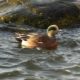 A pretty little wigeon