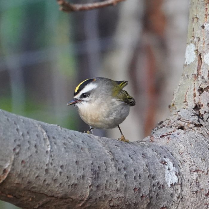 Golden-crowned kinglet