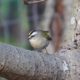 Golden-crowned kinglet at Lost Lagoon