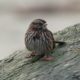 A little sand on your beak