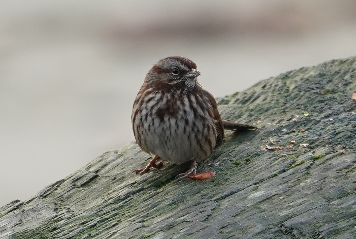 song sparrow