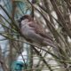 How about a house sparrow?