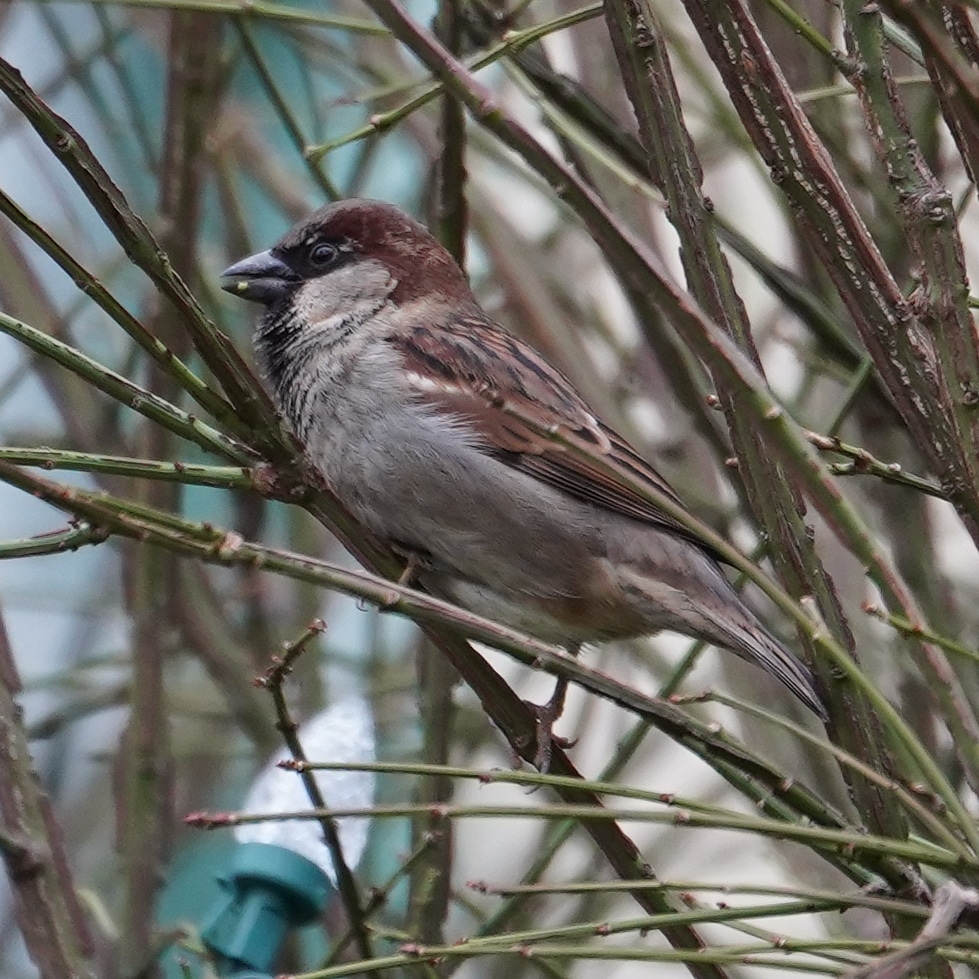 house sparrow