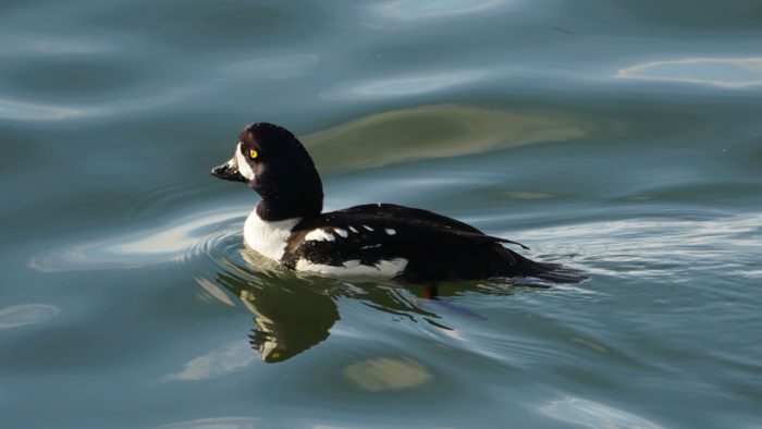 Barrow's goldeneye