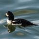 Barrow’s goldeneye