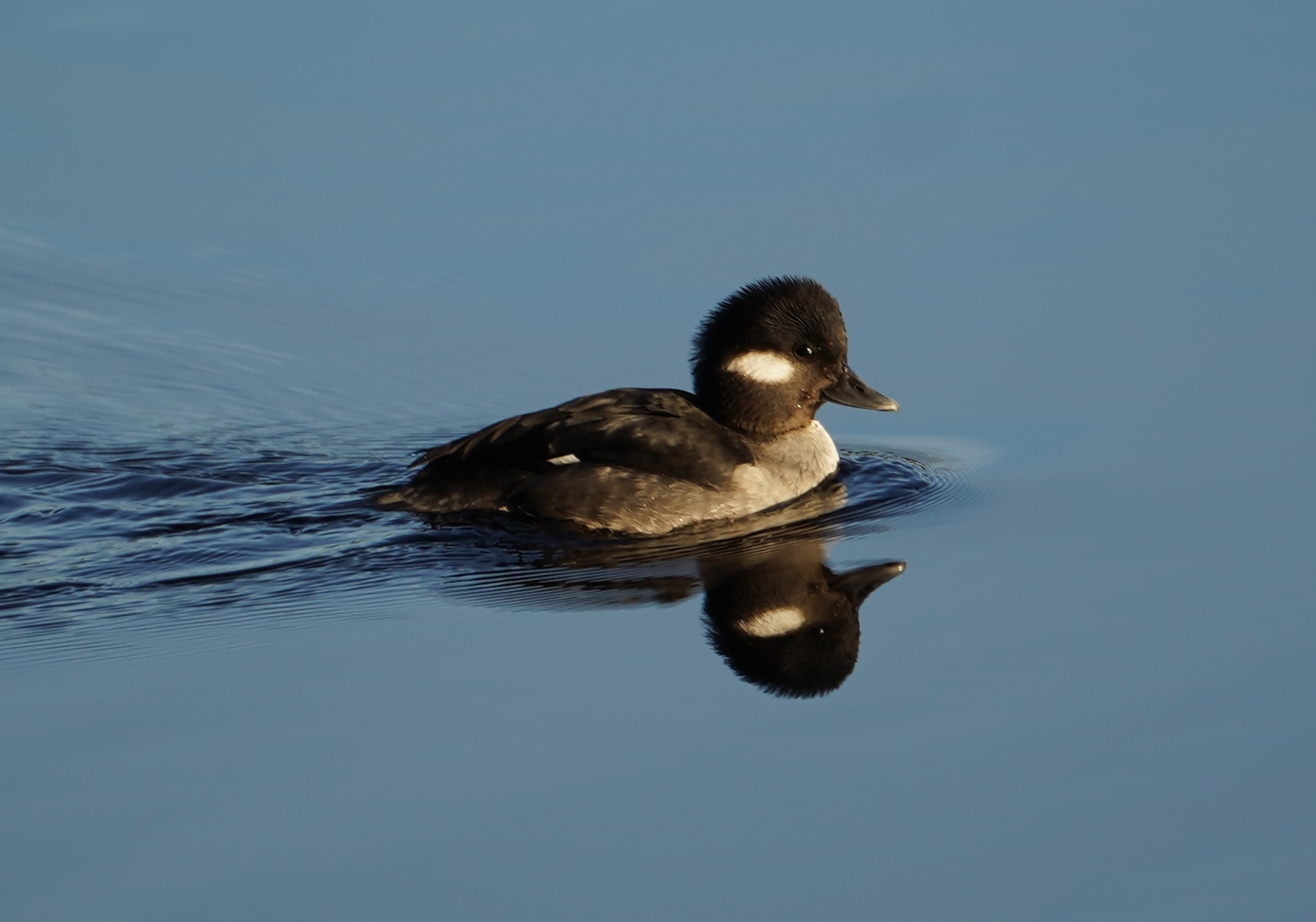 Male bufflehead