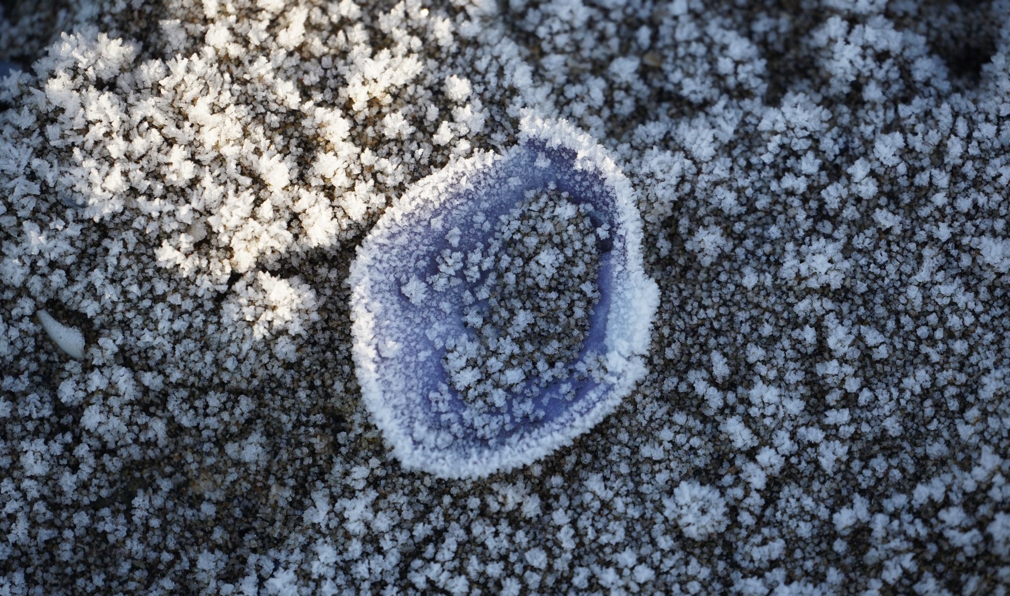 Frost-covered shell