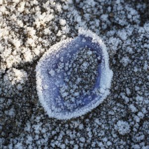 Frost-covered shell