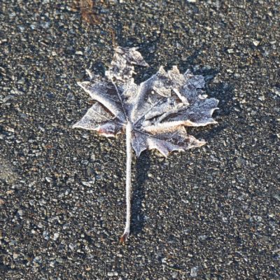 Frost-covered maple leaf