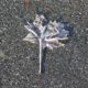 Frosty maple leaf