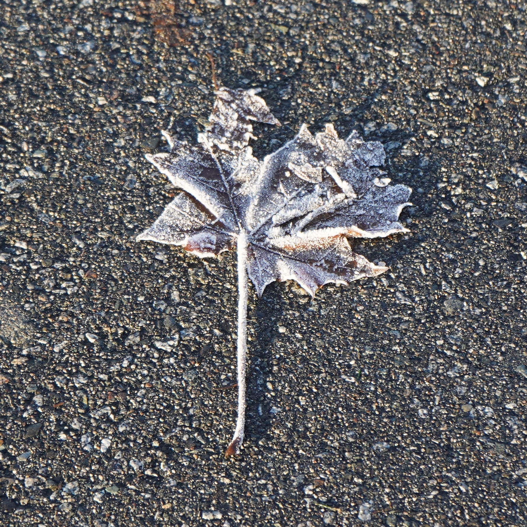 Frost-covered maple leaf