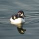 Barrow’s goldeneye